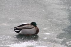 IMG_0647