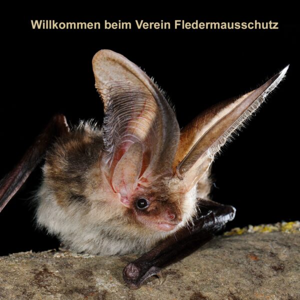 Verschiebedatum: Fledermausexkursion an den Drei Weihern