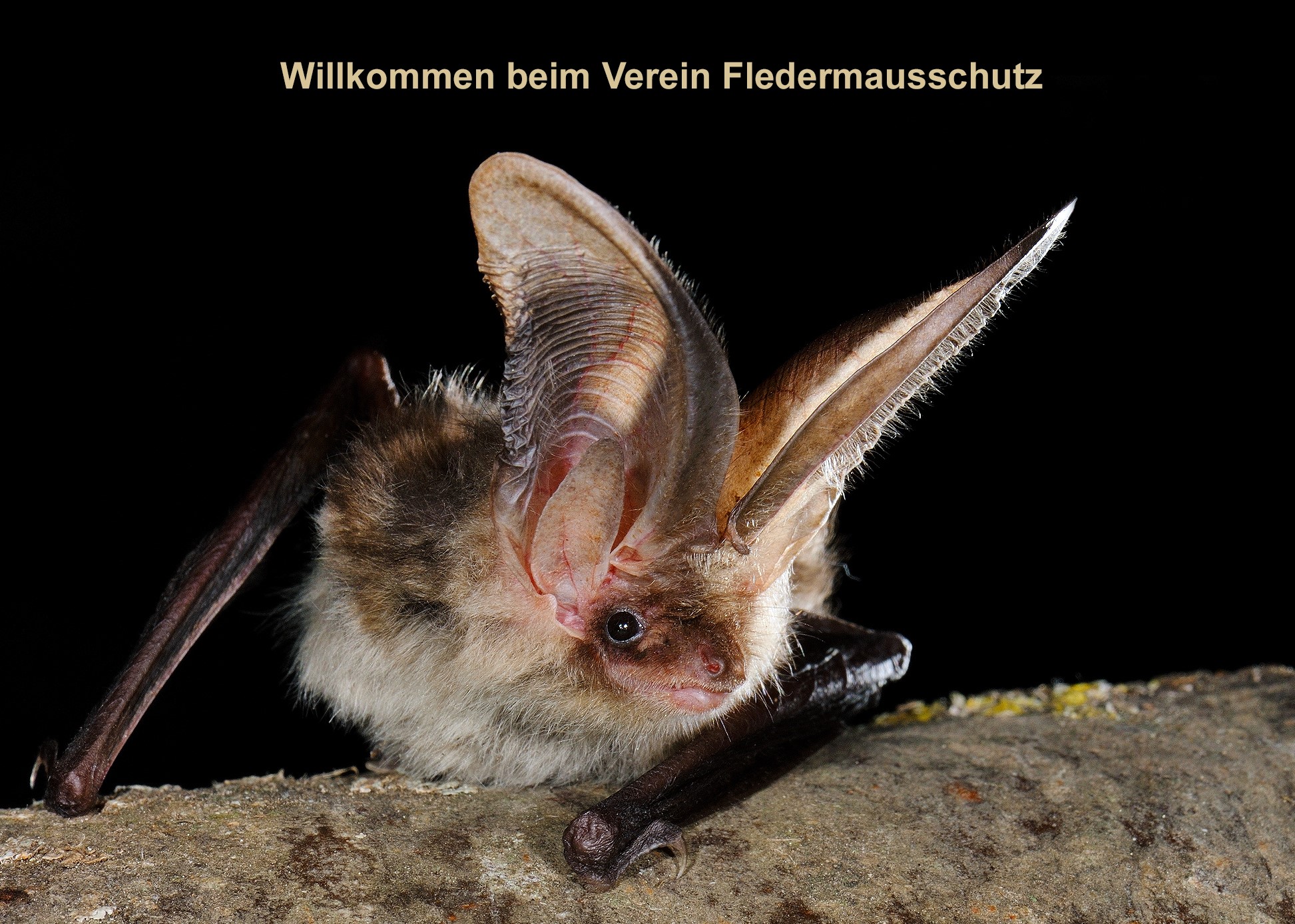 Fledermausexkursion an den Drei Weihern